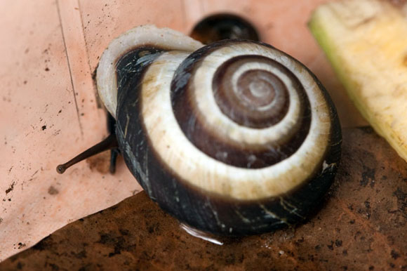 Planispira scheepmakeri